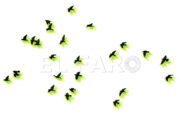 Flocks of flying pigeons isolated on white background. Clipping path.