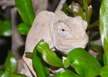 Camaleón común (Chamaeleo chamaeleon). Foto: Manuel Tapia.