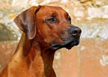 Rhodesian Ridgeback, una raza de origen sudafricano principalmente usada para la caza, la guarda y la compañía. Foto: Pixabay.