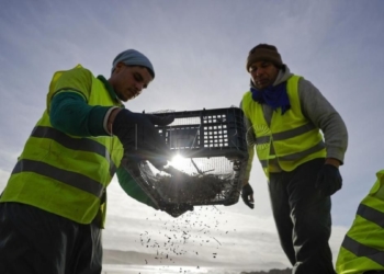 Tareas de limpieza de zonas afectadas por la contaminación de pellets de plástico, el pasado 15 de enero en la playa de Nemiña, en Muxía, Galicia.