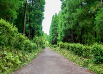 Sao Miguel, pictures of volcanic lakes, wild tropical forest, lots of greenery